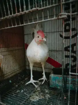 Ayam bekisar putih bocor dikit umur 7 bulan
