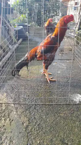 AYAM BANGKOK BRAKOT