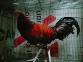 Ayam bekisar merah klungsu umur 6 blnan