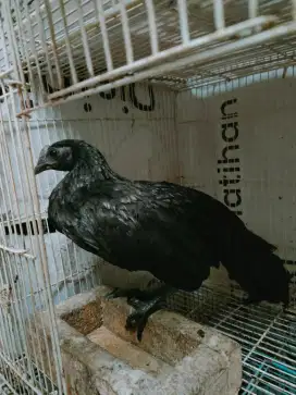 Ayam bekisar cemani umur 4 bulanan