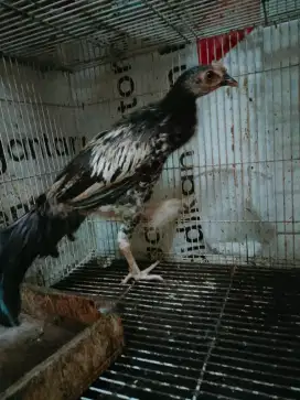Ayam bekisar warna widu umur 4 bulanan