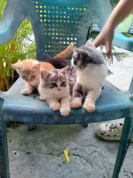 D jual kucing umur 3bln