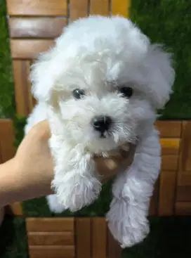 Bichon frise puppy