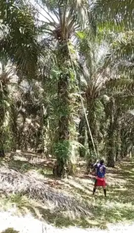 LOKER PERKEBUNAN RESMI DISNAKER