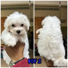Maltese puppy jantan stambum