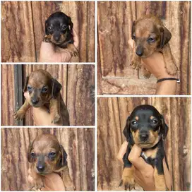 Tekel / daschund puppy jantan