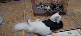 Di LA persia jantan dan kitten betina