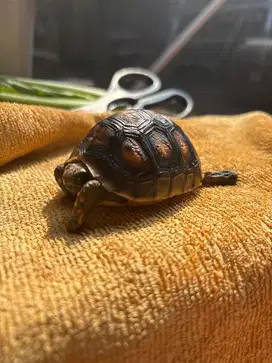 Redfoot up to 5cm