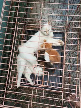 Dijual peranakan anak kucing versia mix  4 ekor , lucu,sehat dan gesit