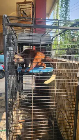 Musang Bulan betina