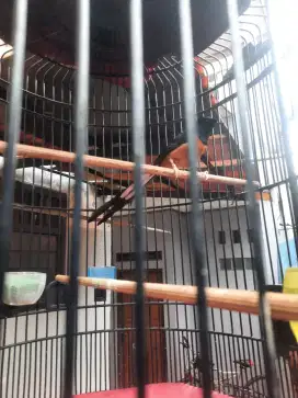 Muray batu F2Larwo X hutan prestasi