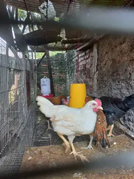 Ayam kampung petelur (jantan)