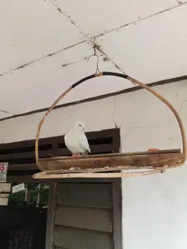 Burung Puter putih jinak