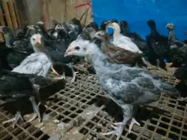 Ayam kampung  umur 1 bulan