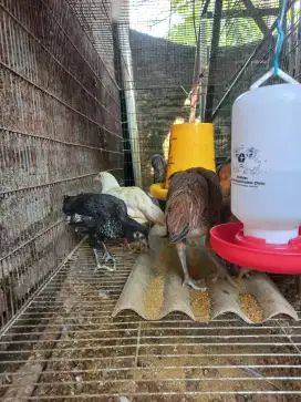Ayam kampung petelur (betina)
