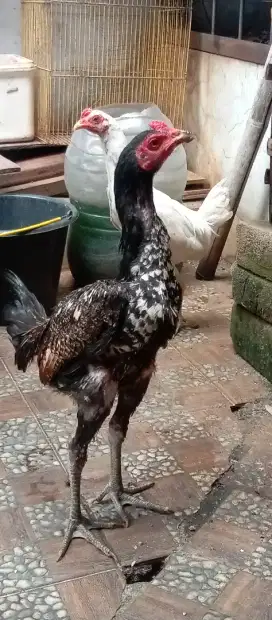 Anakan bulbi Pama iq