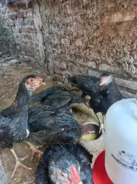Ayam kampung (mengerami)
