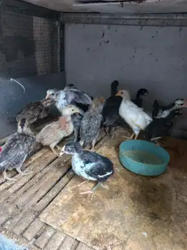 Ayam kampung petelur (jantan)