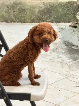 Toy Poodle stambum