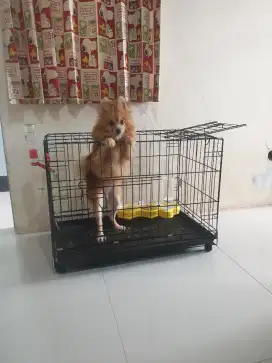 POM MIX JANTAN 8 BULAN