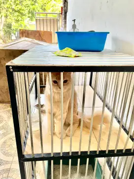 Dijual Kucing persia
