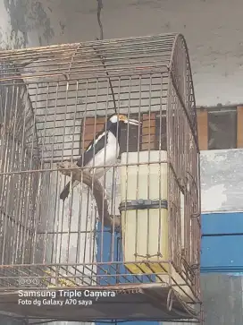 Jalak suren gacor
