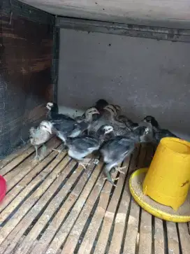 Ayam kampung (KUB)