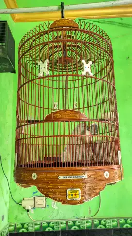 Sangkar / kandang burung murai oriq jaya
