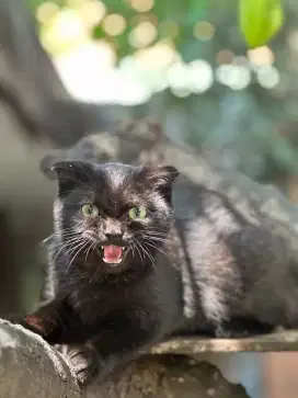 kucing scottish fold jantan