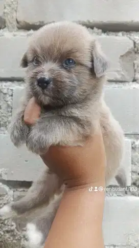 Anak doggy shitzu usia 1 bulan