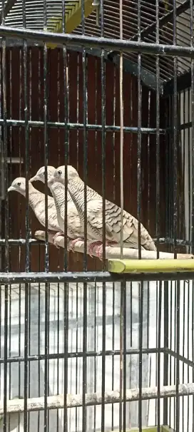 Perkutut silver muda 3ekor
