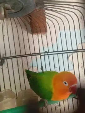 LOVEBIRD BIOLA GREEN BETINA DEWASA
