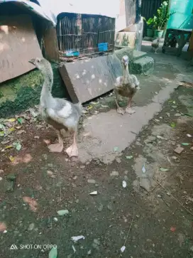 Dijual anak soang angsa sepasang usia 2 bulan