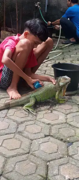 Jual Iguana hijau