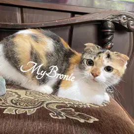 Kucing scottish fold betina murahhhh