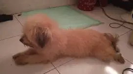 Dijual anjing maltese mix shitzu umur 1 tahun setengah