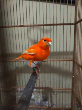 Kenari Merah Lokal