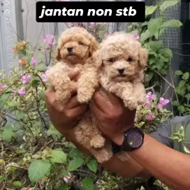 toy pudel non stb jantan obat cacing only