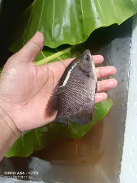 Bibit ikan gurame ukuran 3-4 jari