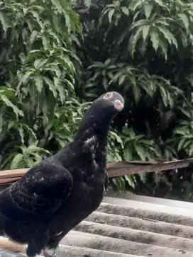 Merpati pos stok banyak
