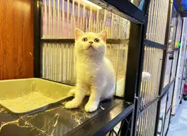 Kucing kitten munchkin Ns betina