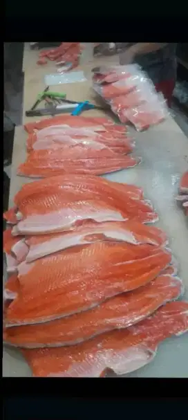 Ikan salmon fresh dan Frozen