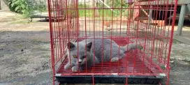 Kucing British Shorthair