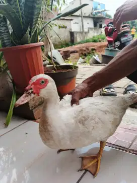 Entok JB rambon murmer