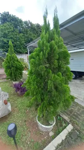 1 pohon CEMARA KIPAS TINGGI 3 METER + TERMASUK DELIVERY JABODETABEK