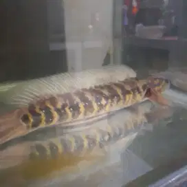 Jual ikan channa asiatica ukuran 20cm