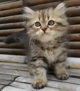 Lepas Adopsi Kitten Persia Betina Bermotif