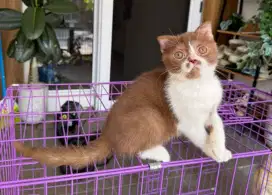 Kucing cinnamon scottish x bsh british shorthair