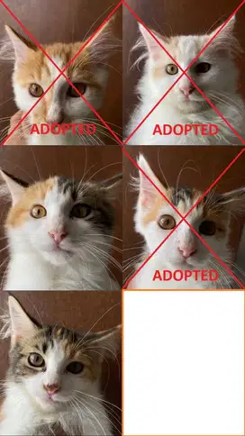 mainecoon mix persia