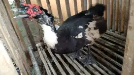 Entok murah tigaraksa